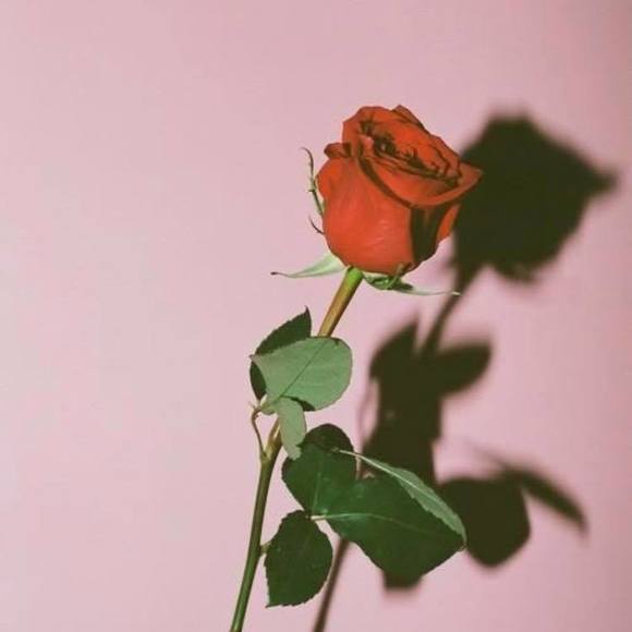 Meet your Posher, Cara - Picture 1 of 1